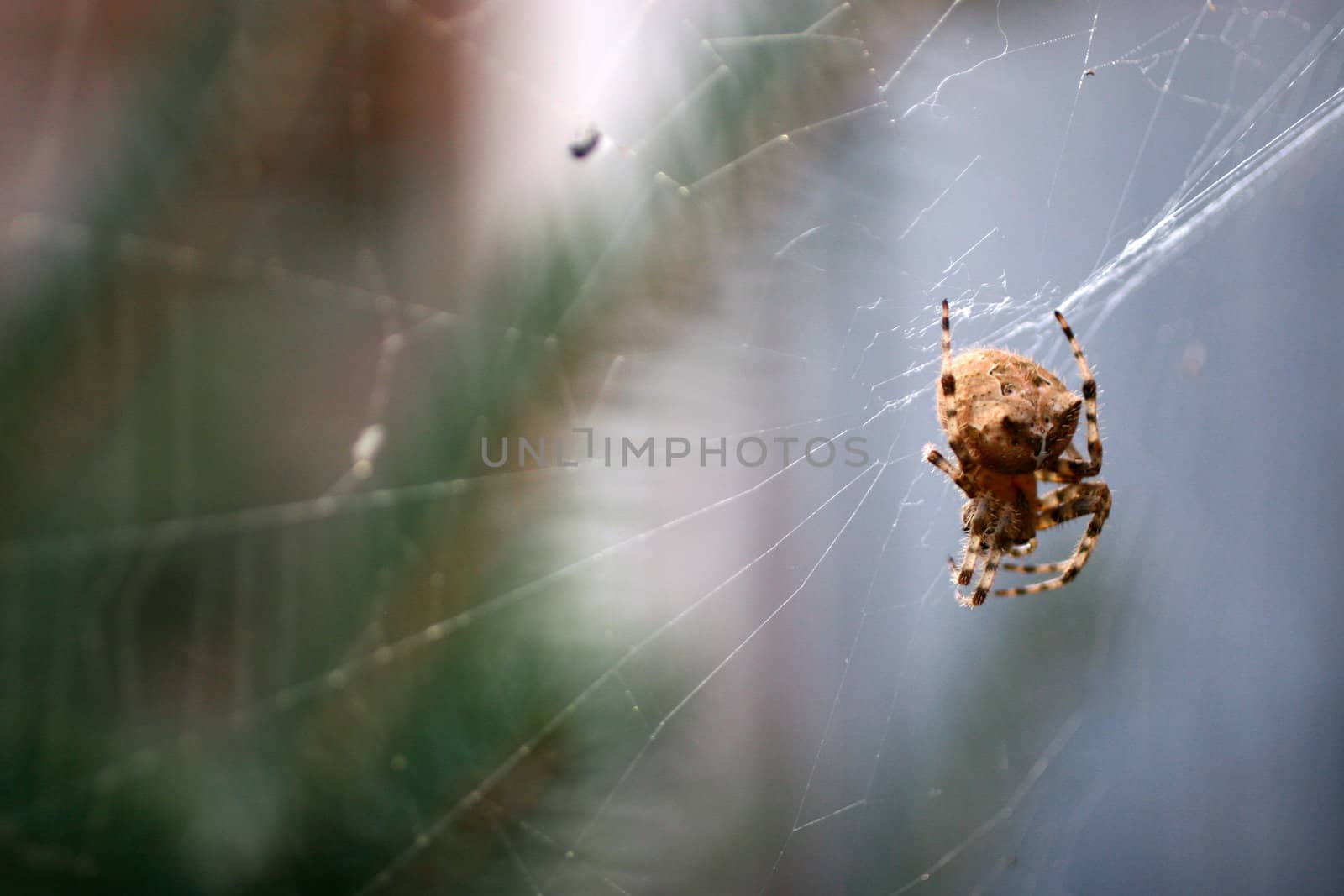 Spider and it's web