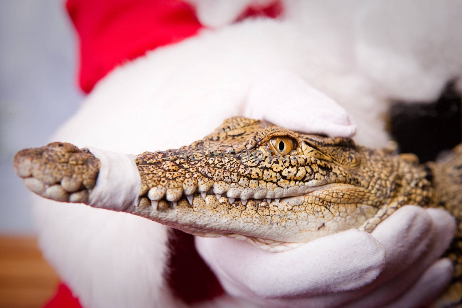 Santa with Croc by jrstock