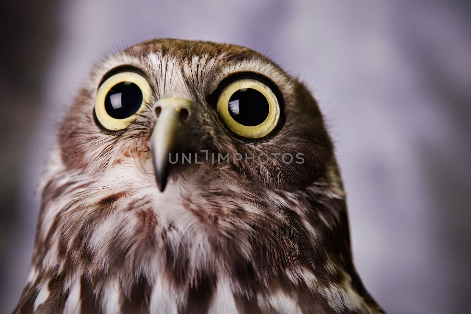 Gazing Owl by jrstock