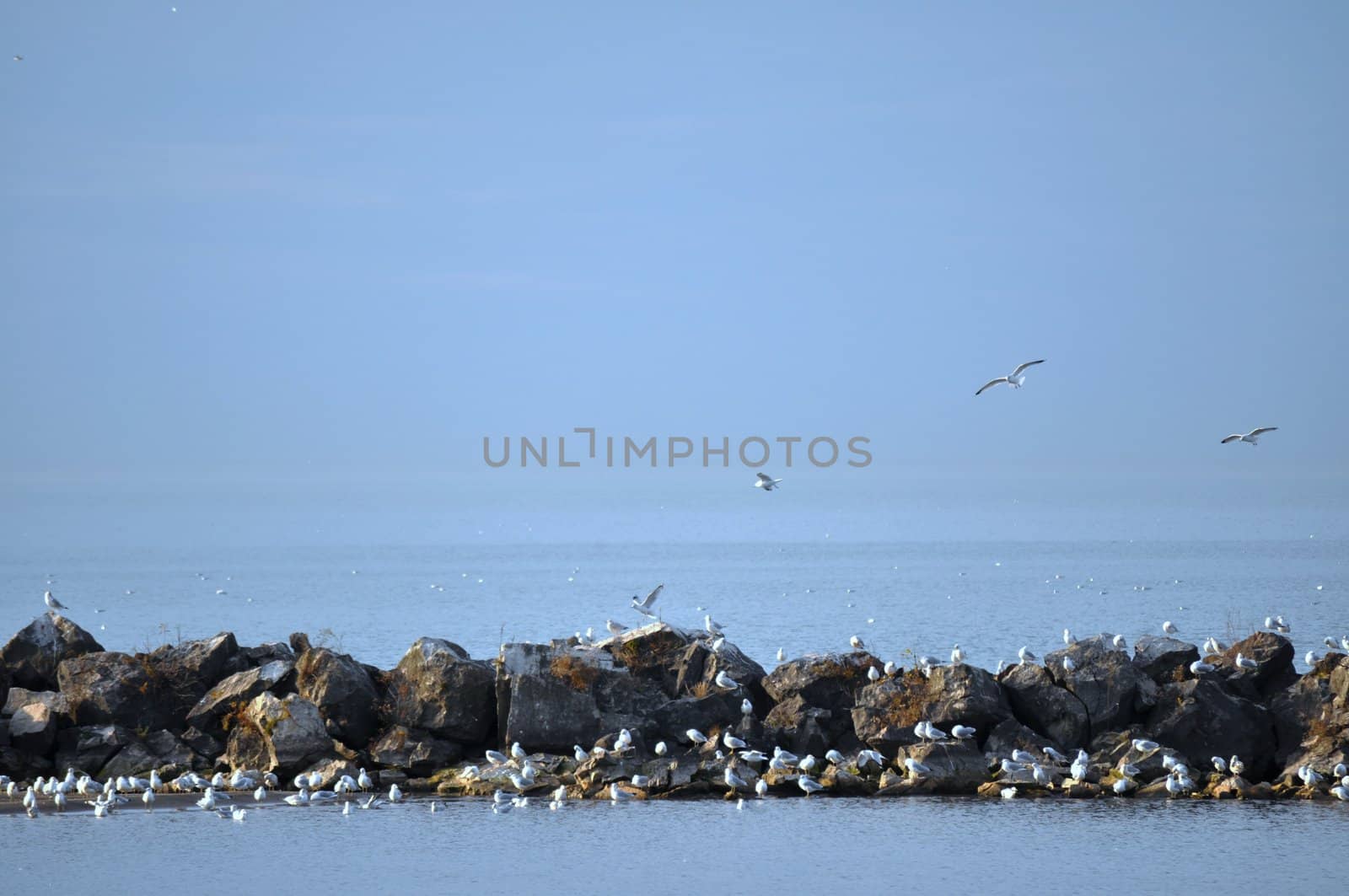 Birds on rocks on Lake Erie by RefocusPhoto