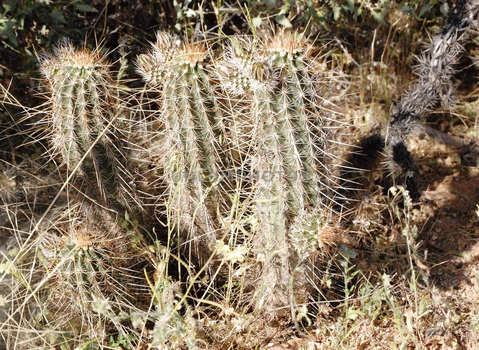 Cactus   by RefocusPhoto