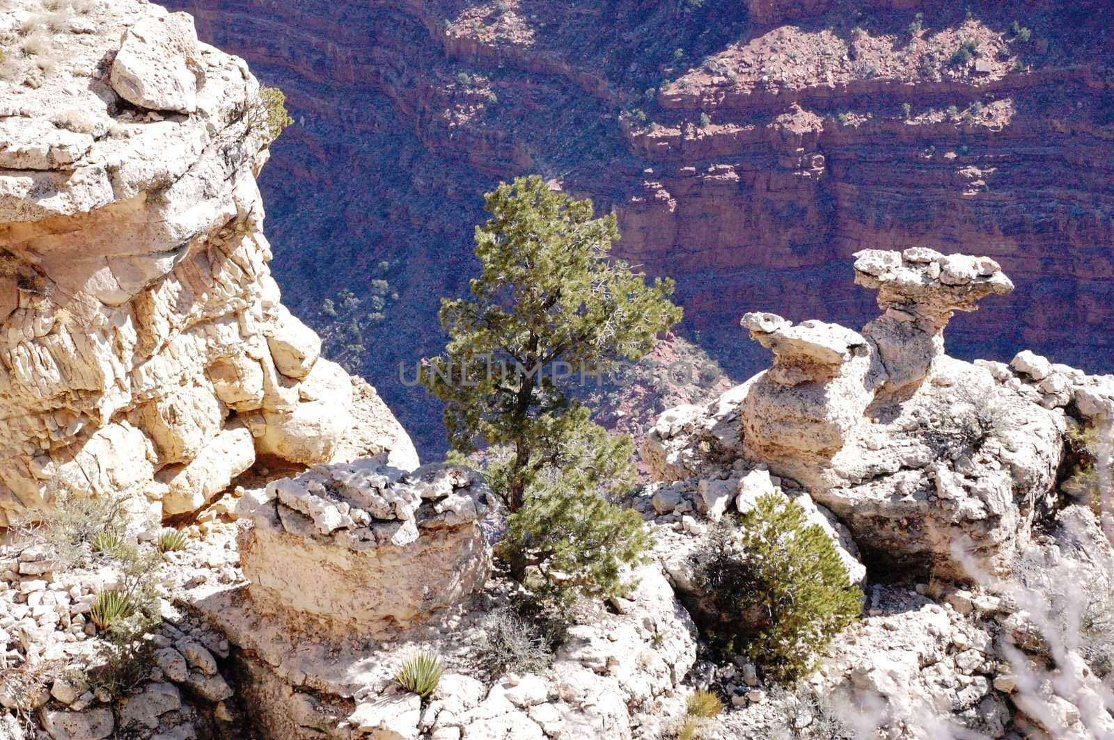 Grand Canyon Tree