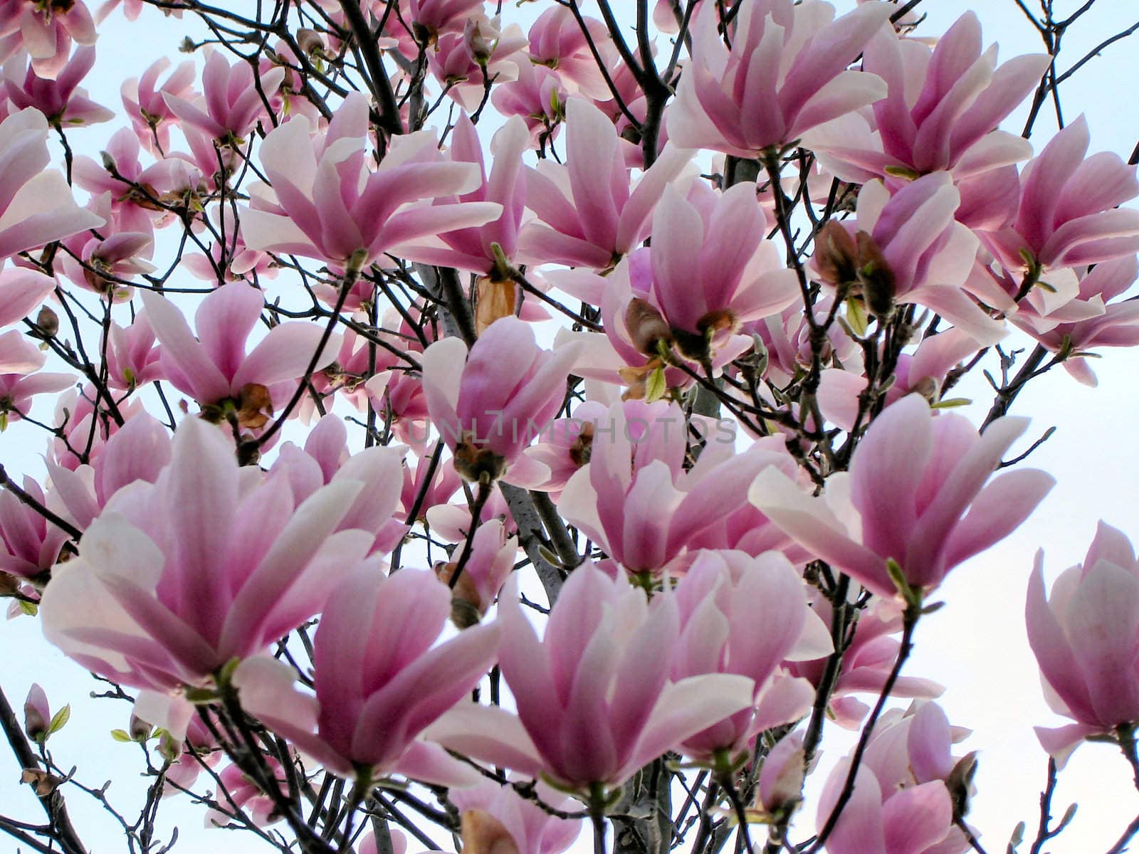 Magnolia by RefocusPhoto