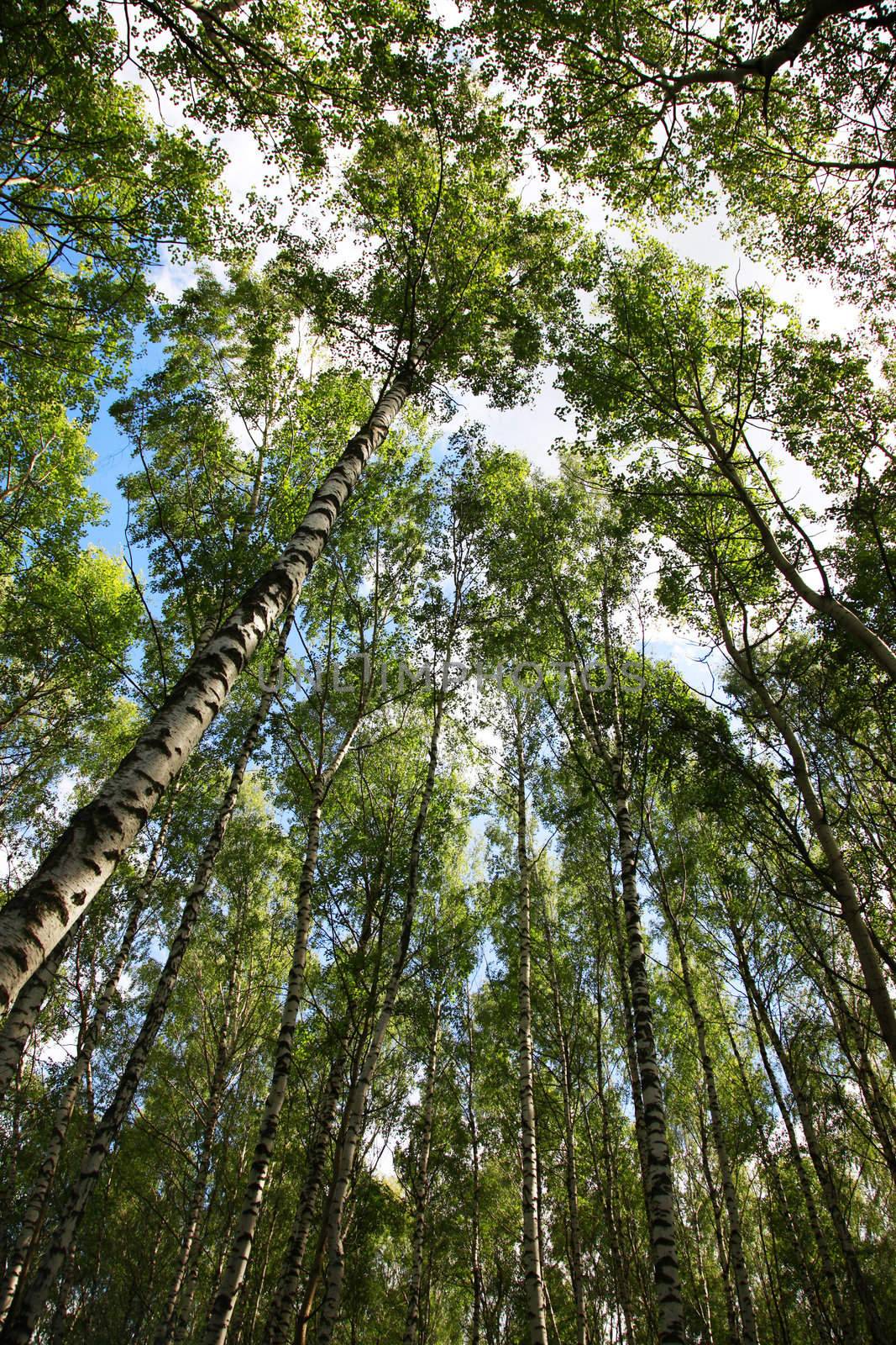 Russian birches directed upwards on a background of the sky