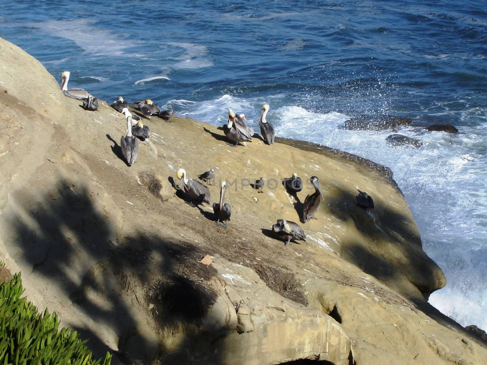 Pelicans on a rock