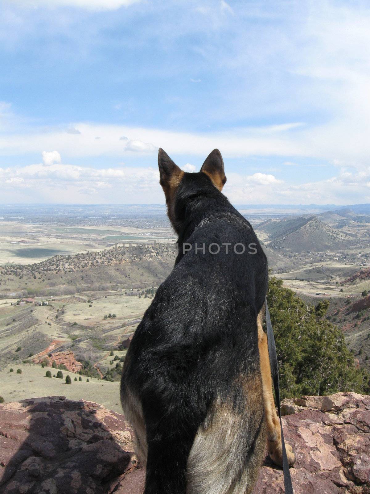 Ellie the German Shepherd on a hike