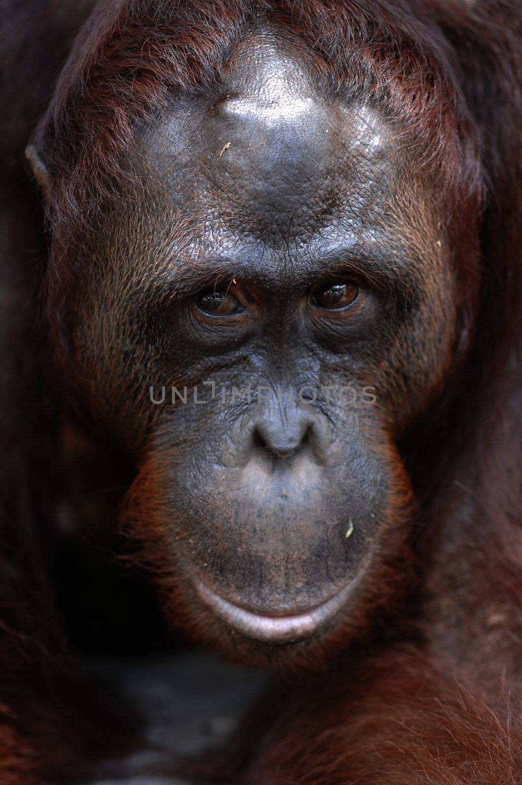 Orangutan Ben. by SURZ