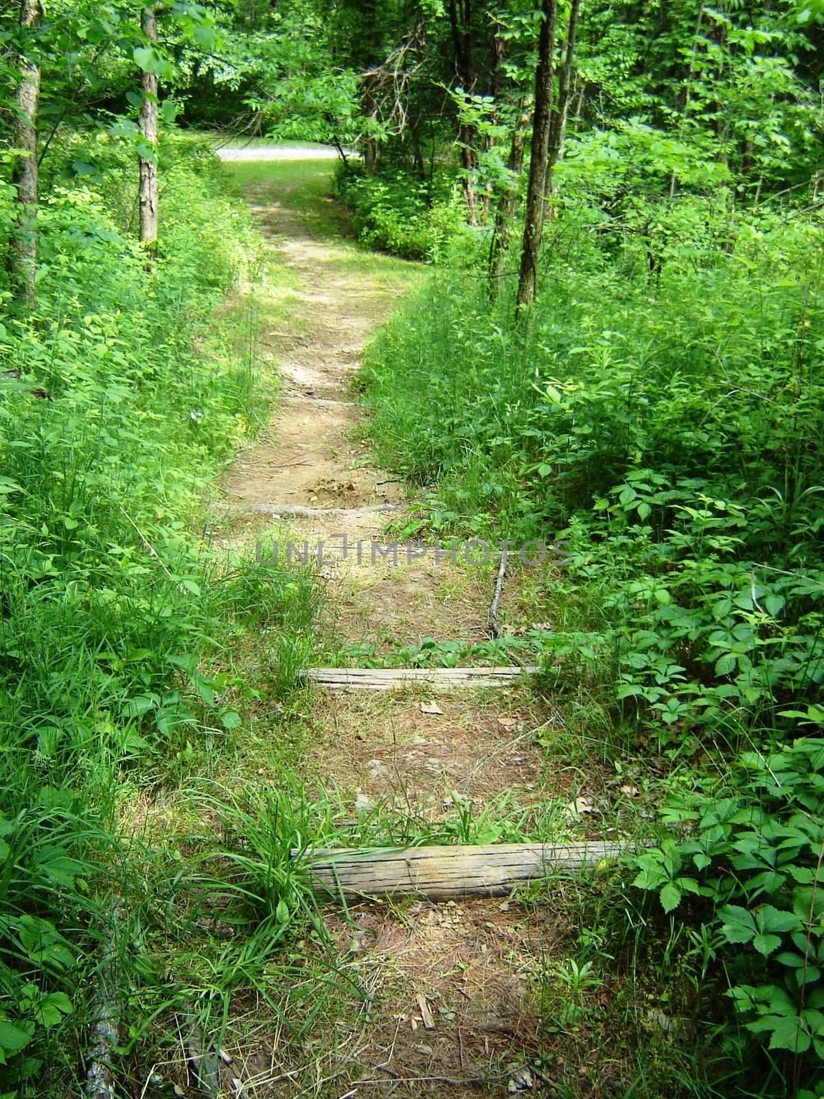 Trail in the woods by RefocusPhoto