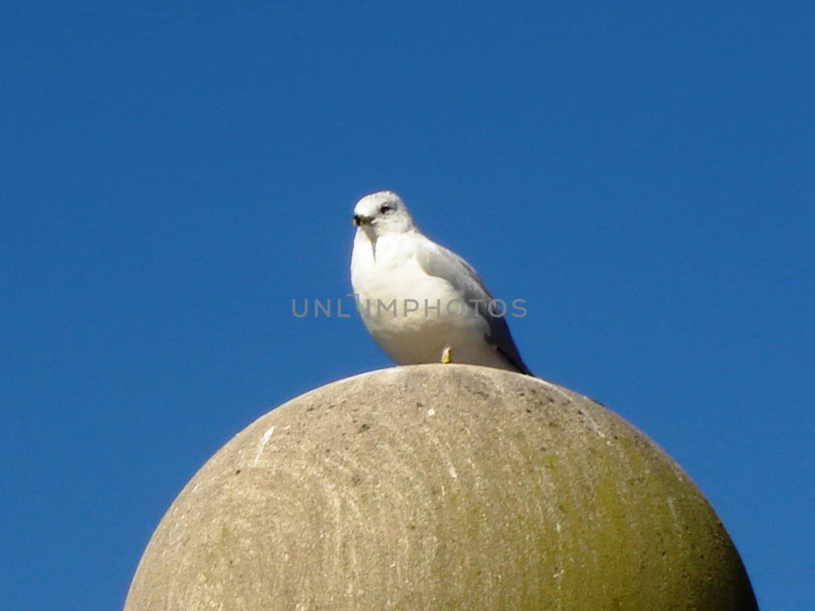 Bird on sphere by RefocusPhoto