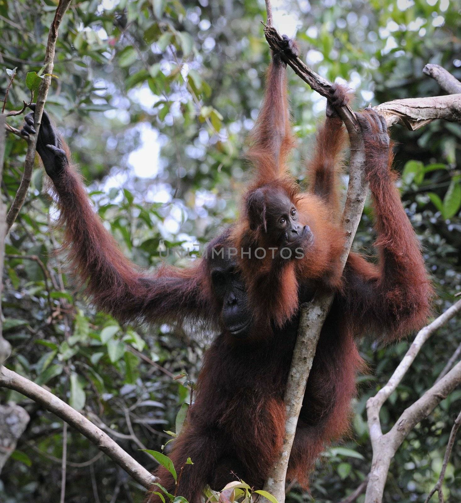 Mother Orangutan and Baby by SURZ