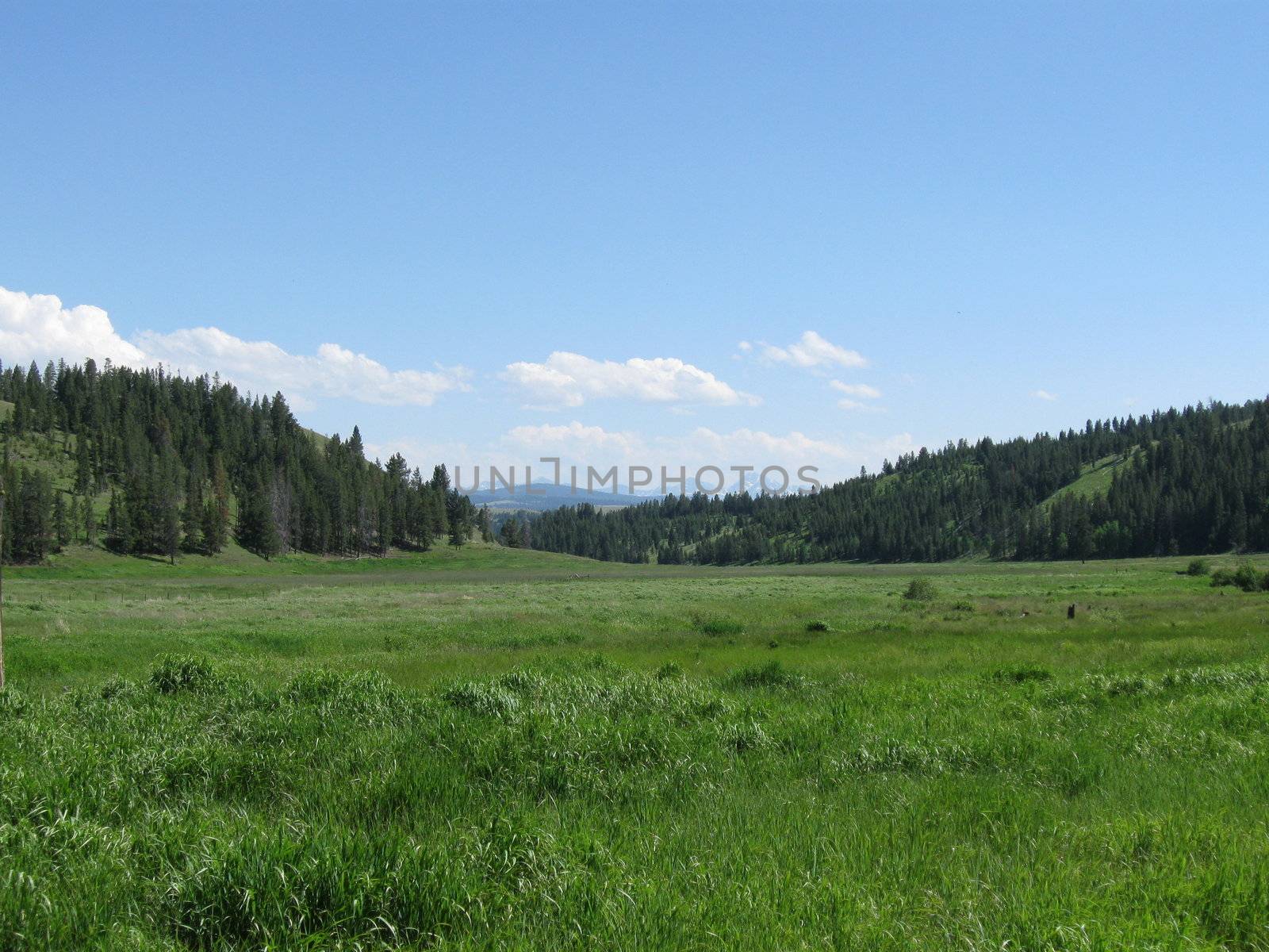 A field looking towards Glacier National Park