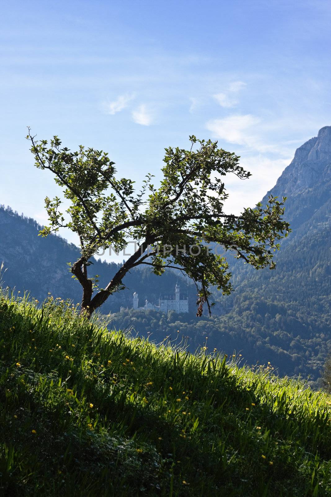 Lonely tree on mountain slope framing Neuschwanstein castle located in a distance