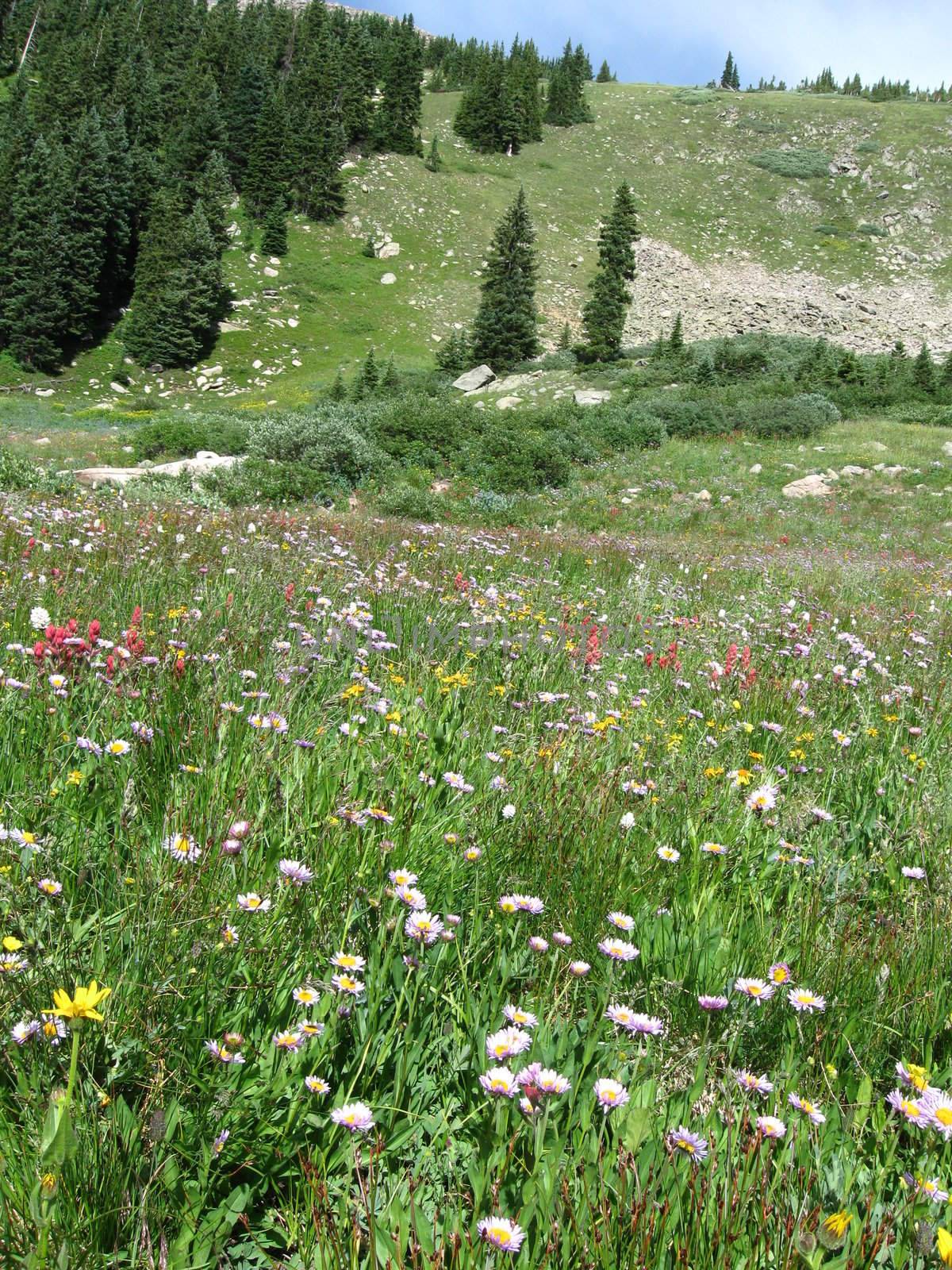 Field of Beauty by Grant1110