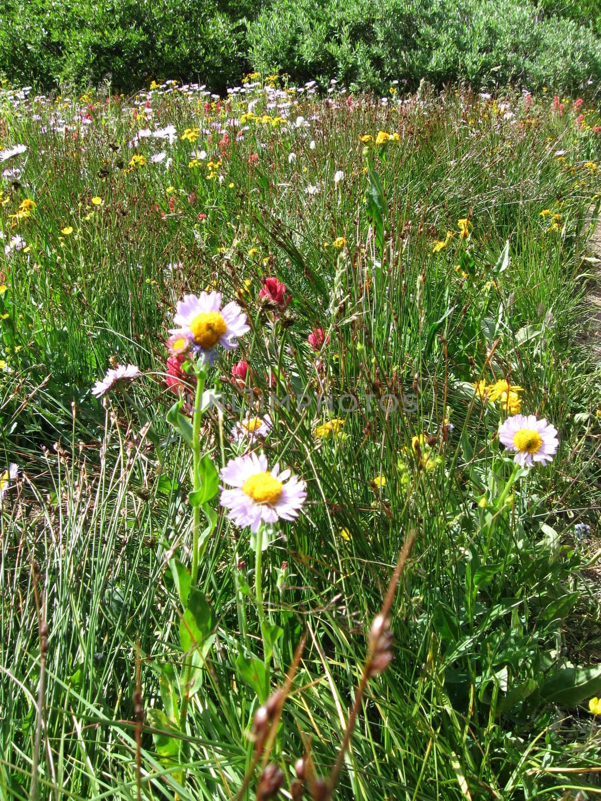 Wildflowers in Colorado