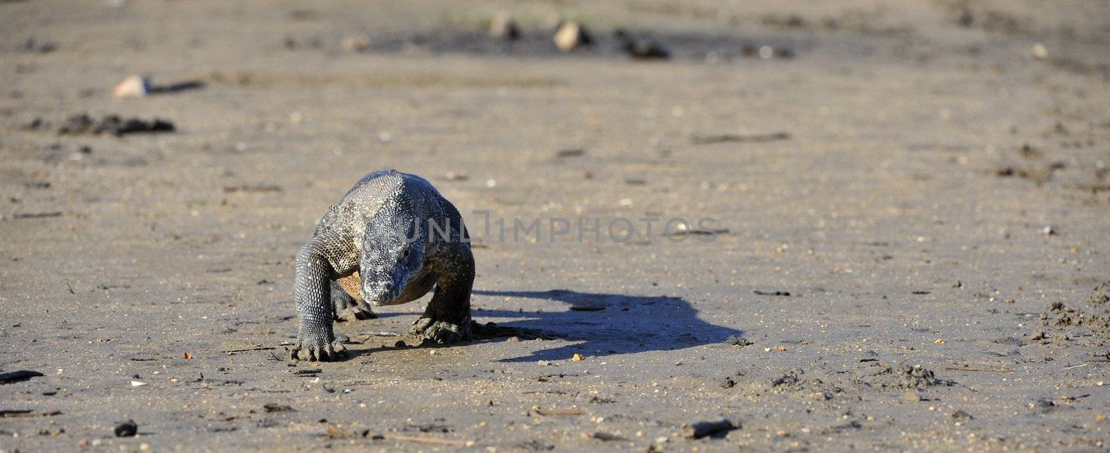 Komodo Dragon (Varanus komodoensis) by SURZ