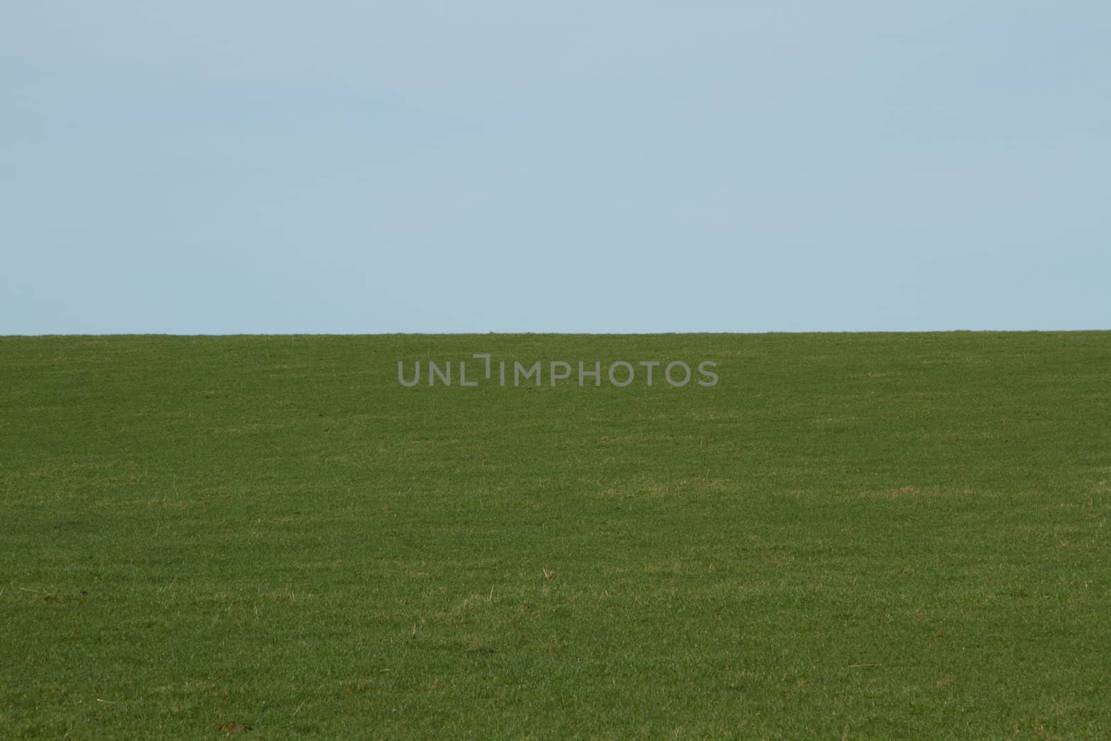 A fresh green grass field stretches to the horizon to a light blue sky.