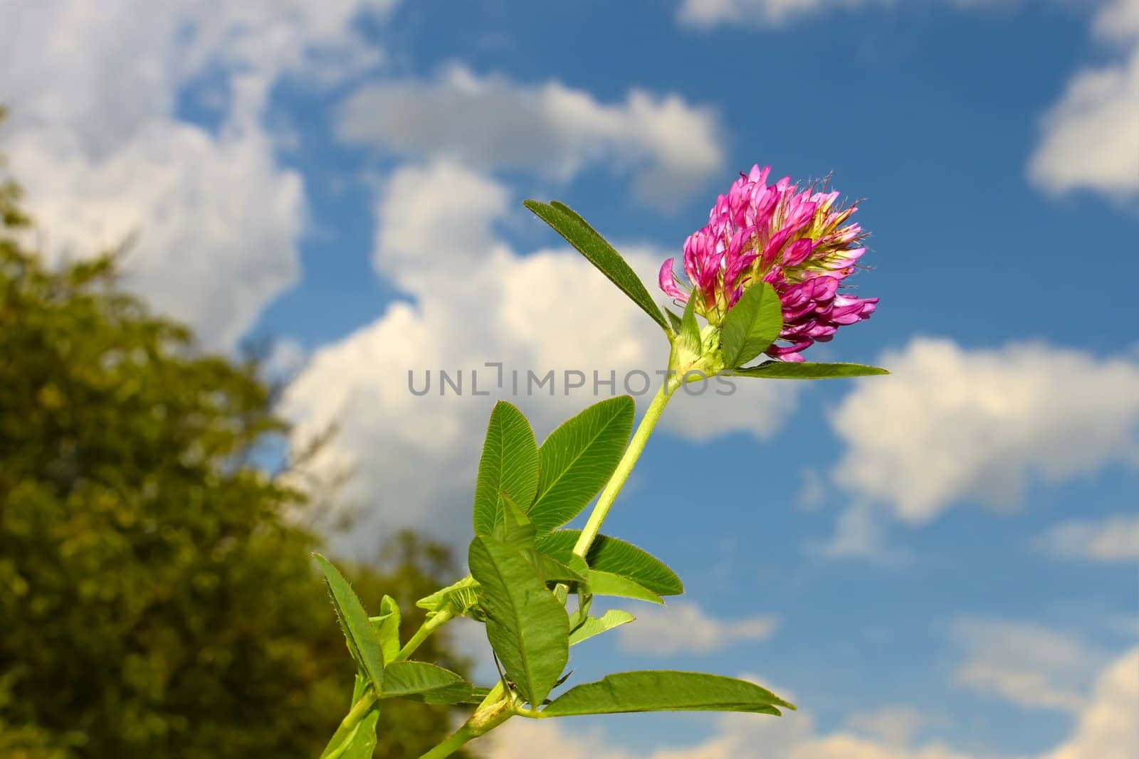 Clover flower against of blue sky with clouds