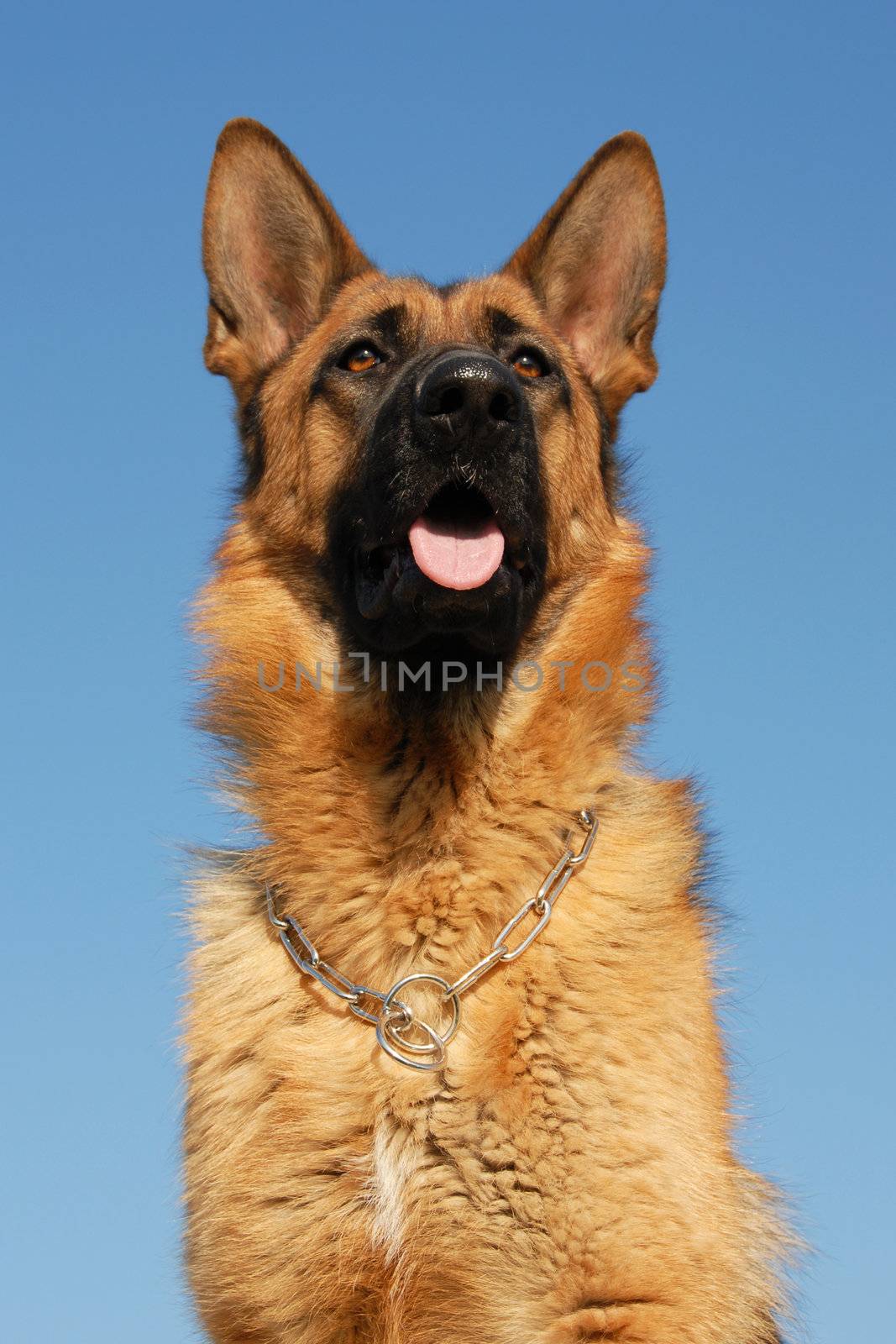 portrait of a beautiful purebred german shepherd on a blue sky