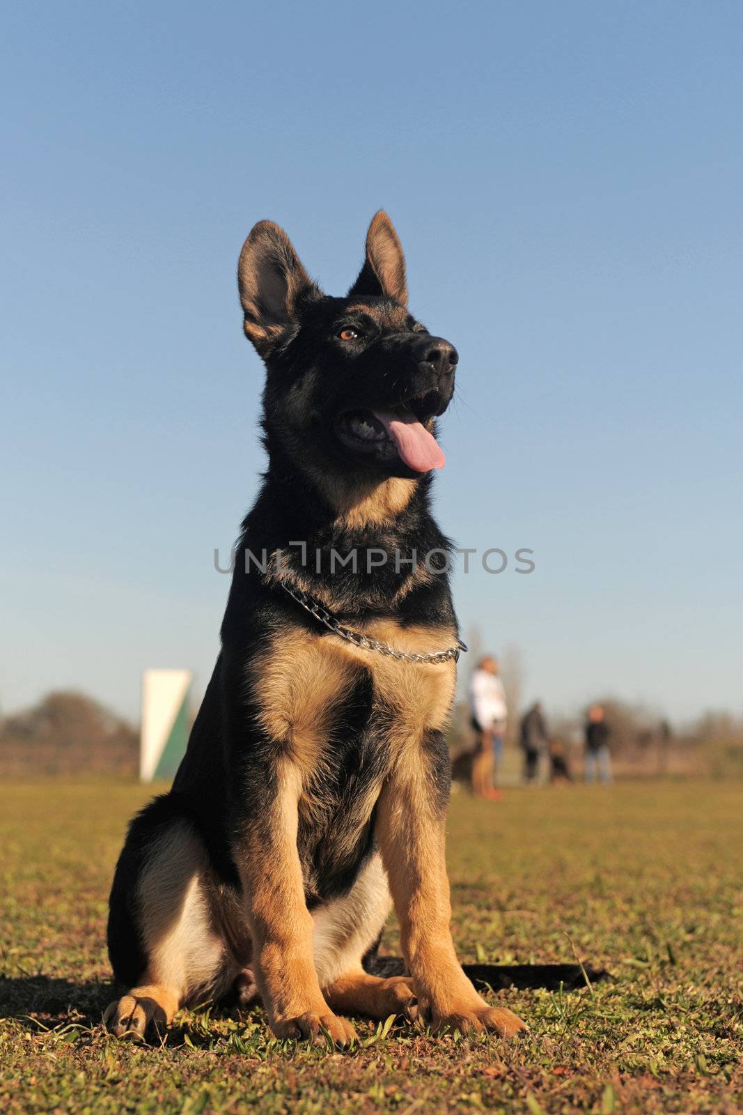 portrait of a cute puppy purebred german shepherd