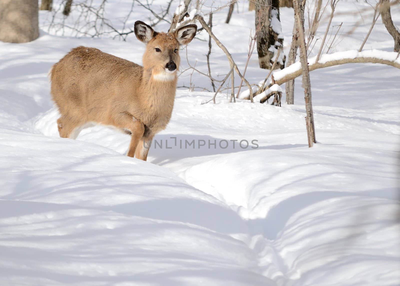Whitetail deer yearling standing in the woods in winter snow.