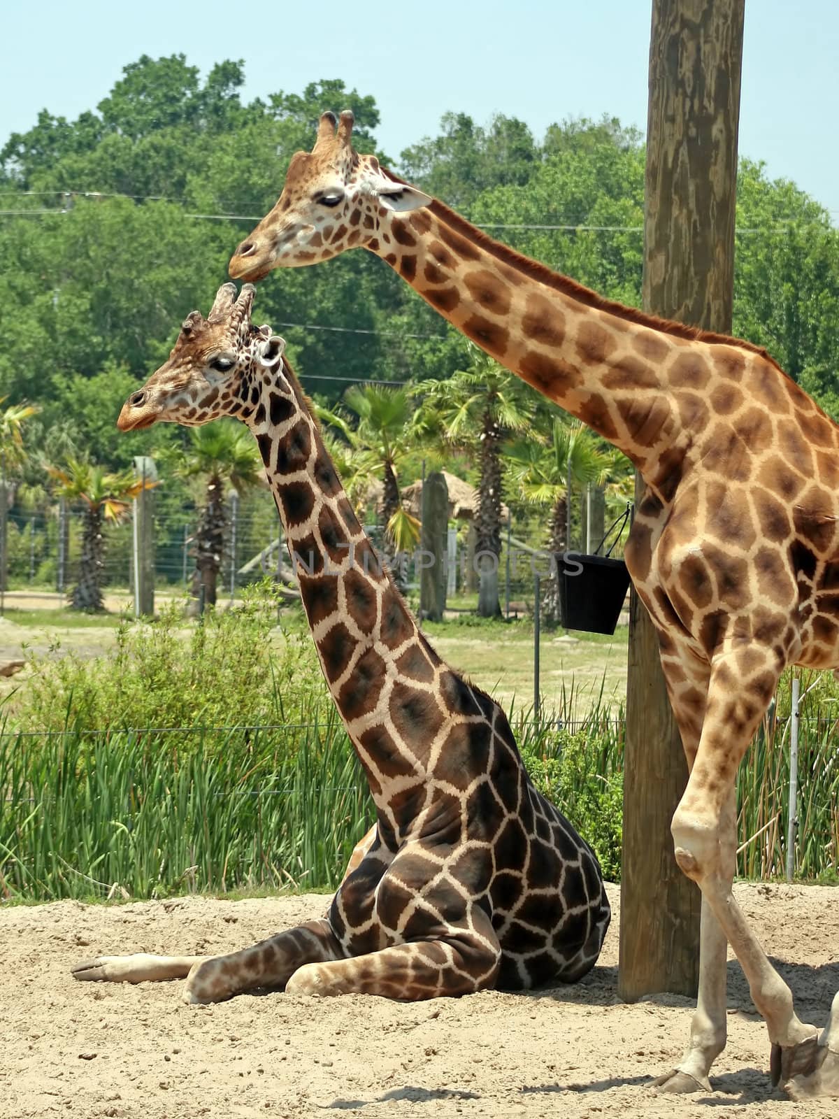Two Giraffes in a large safari park