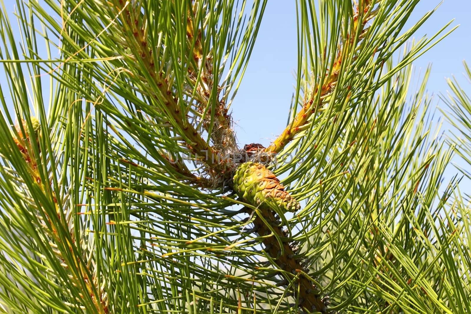 The young shoots of pine trees in summer 