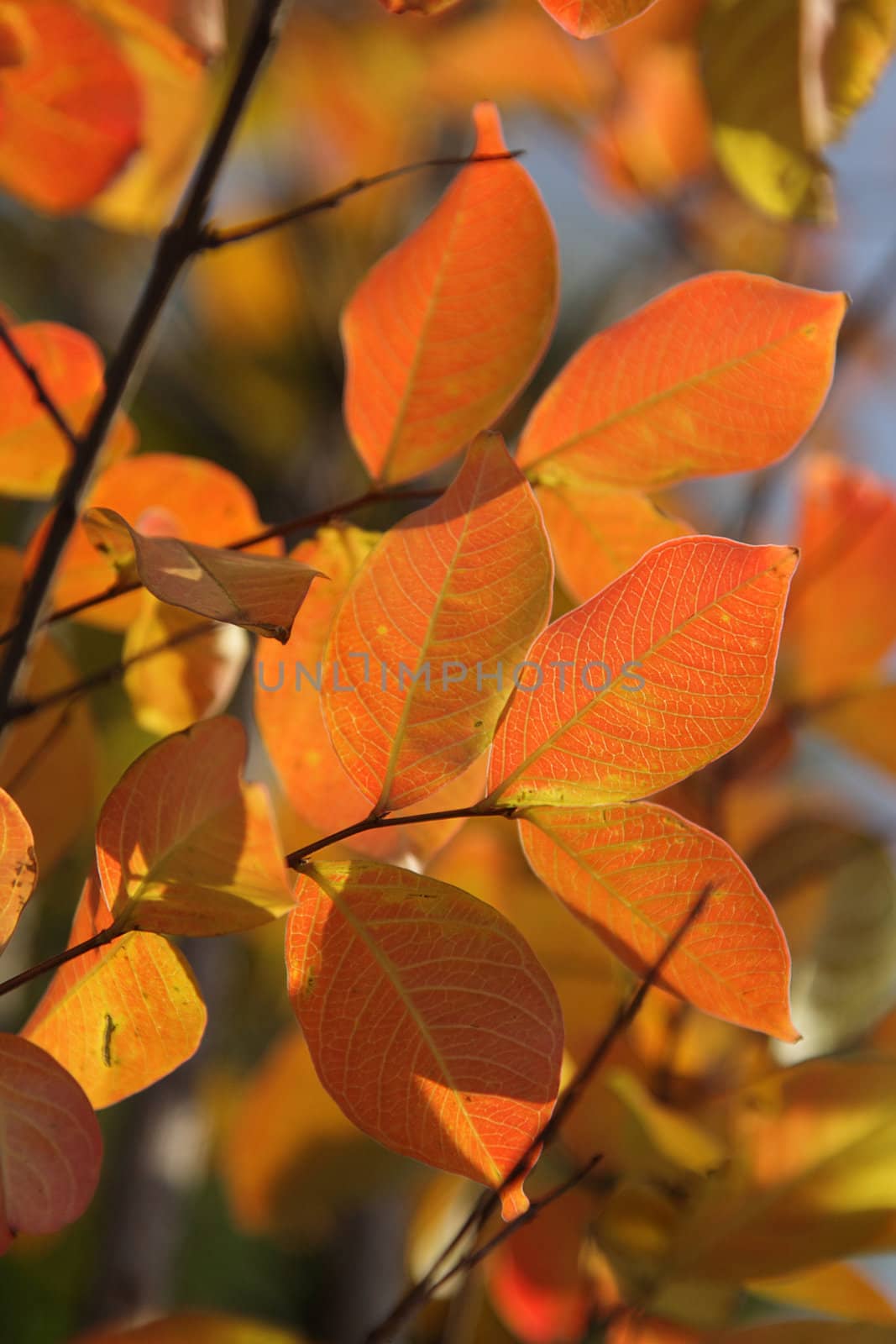 Bright red and orange autumn leaves on branches