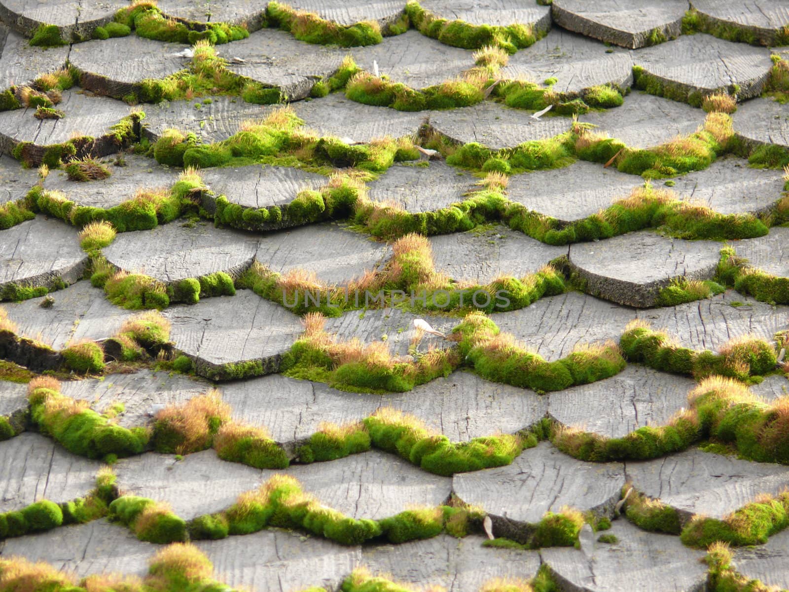 Background of the moss in wooden roof