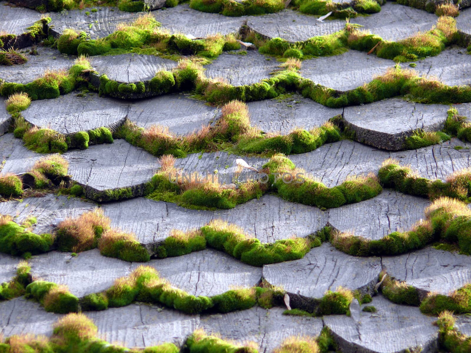 Background of the moss in wooden roof by Stoyanov