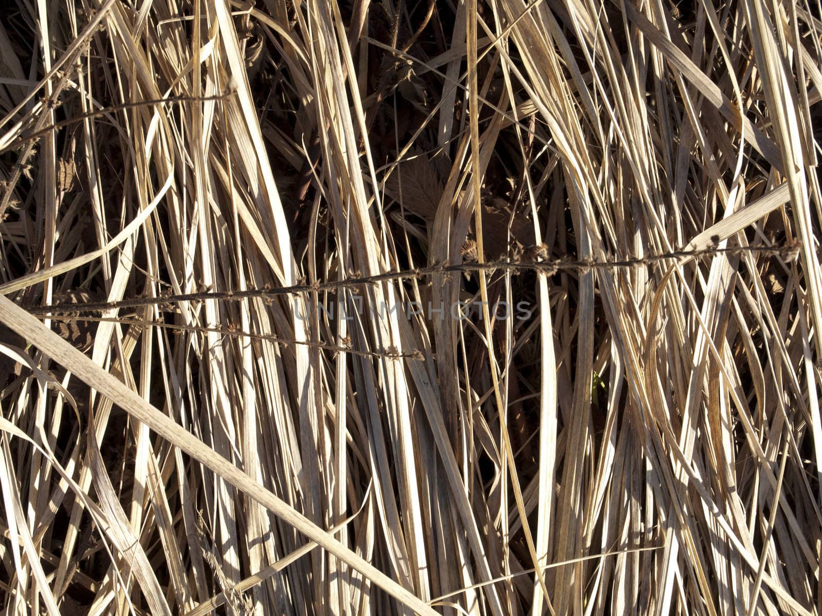 A grass texture