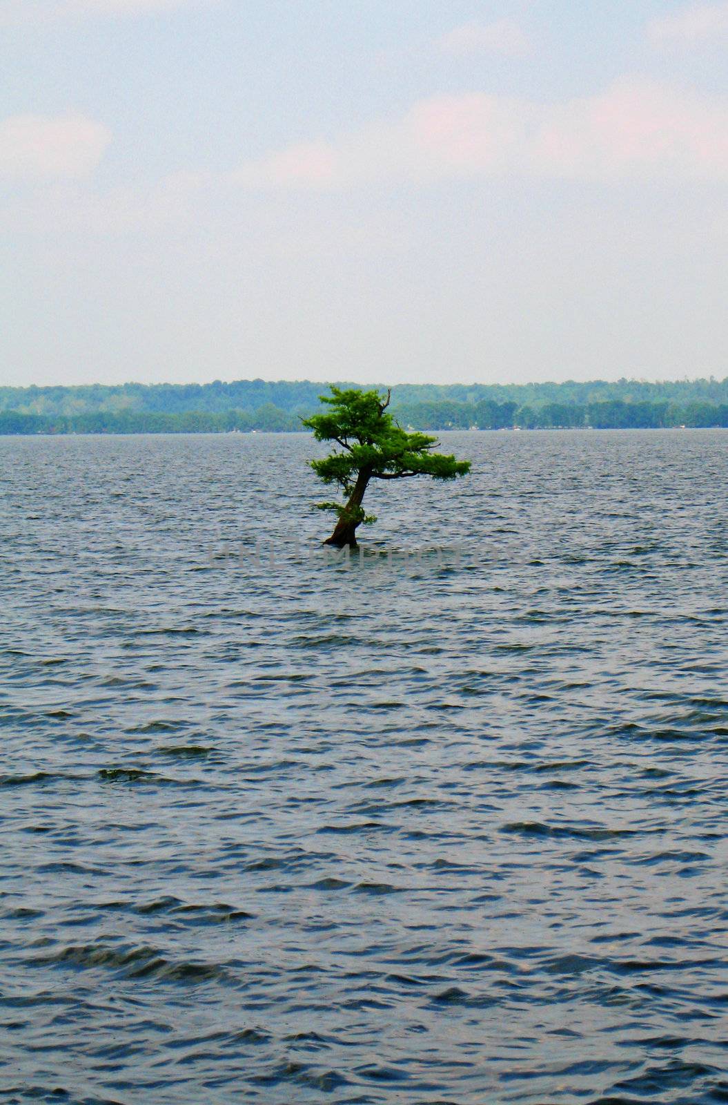 Lone Tree by sfisher16