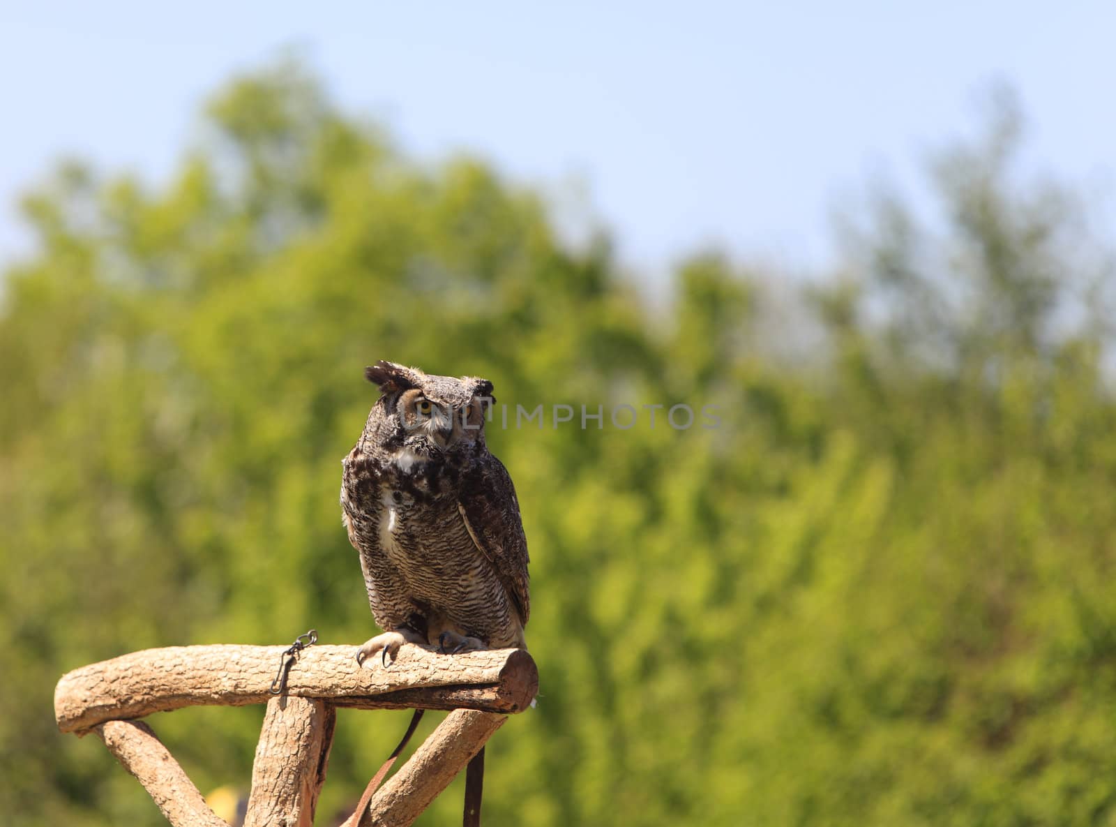Image of an owl resting on a wooden support during a birds of prey show.