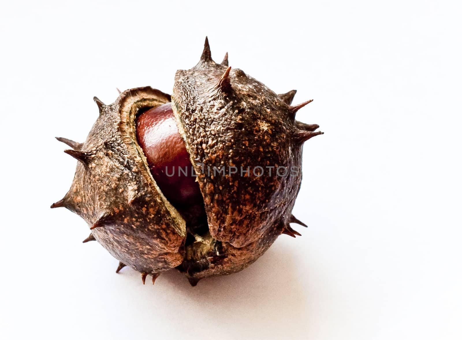 Horse Chestnut and spiky seed pod on a white background