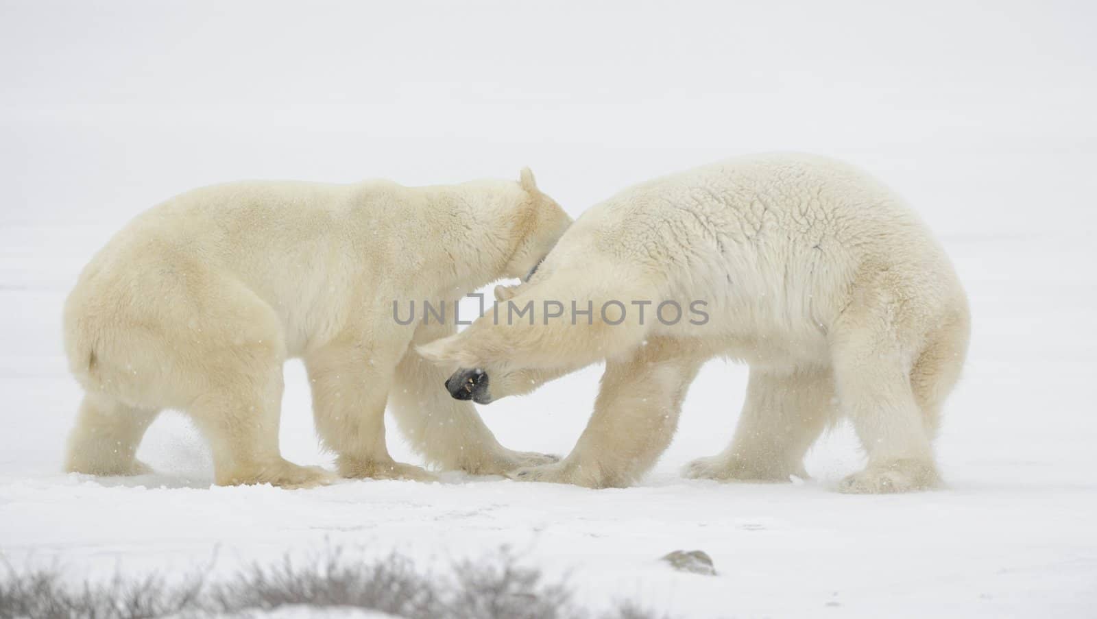 Sparing. The polar bears fighting on snow .