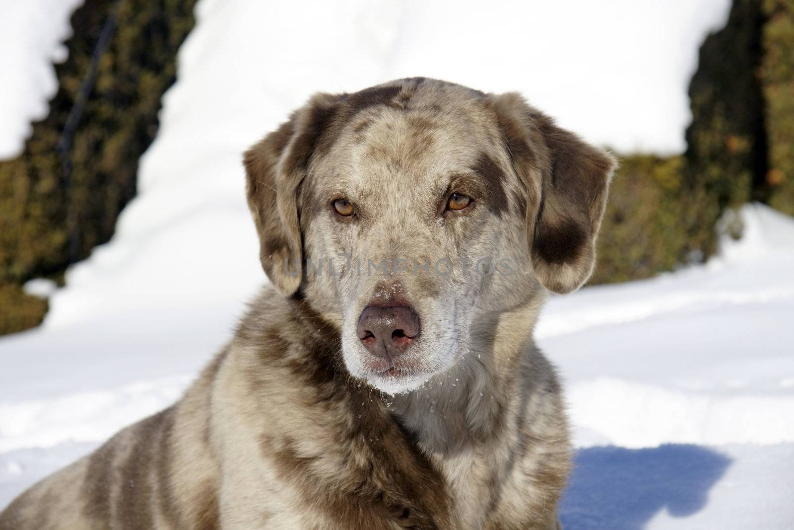 Beautiful spotted mix dog sitting in the snow, great details on face with snowflakes and ice on whiskers.