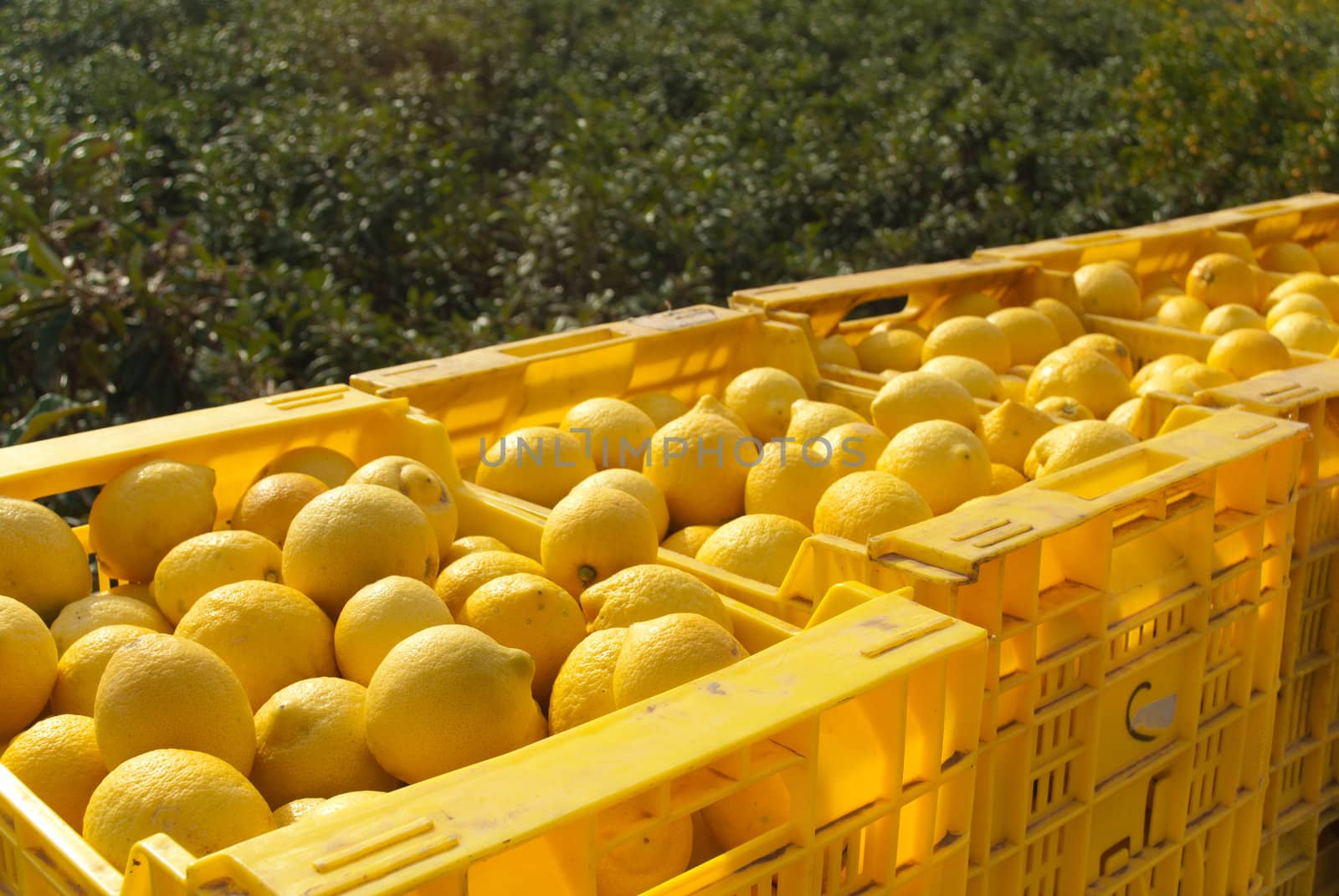 Lemon harvest, freshly picked lemons in crates