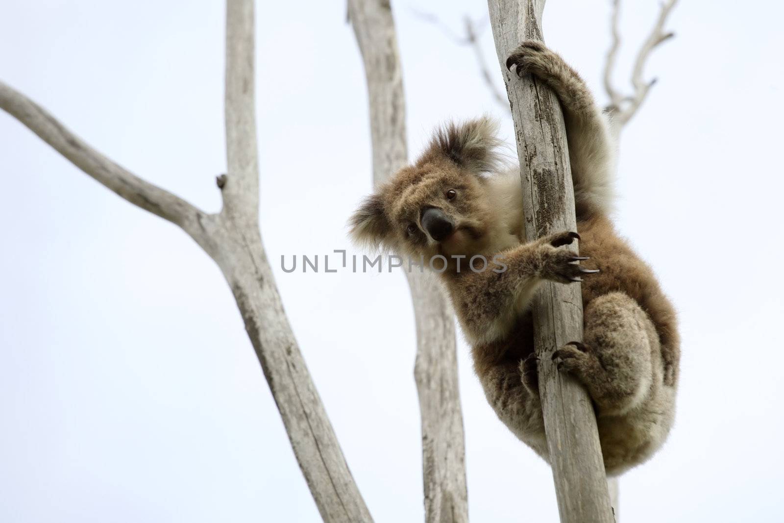 Wild Koala up a tree (not a zoo image)
