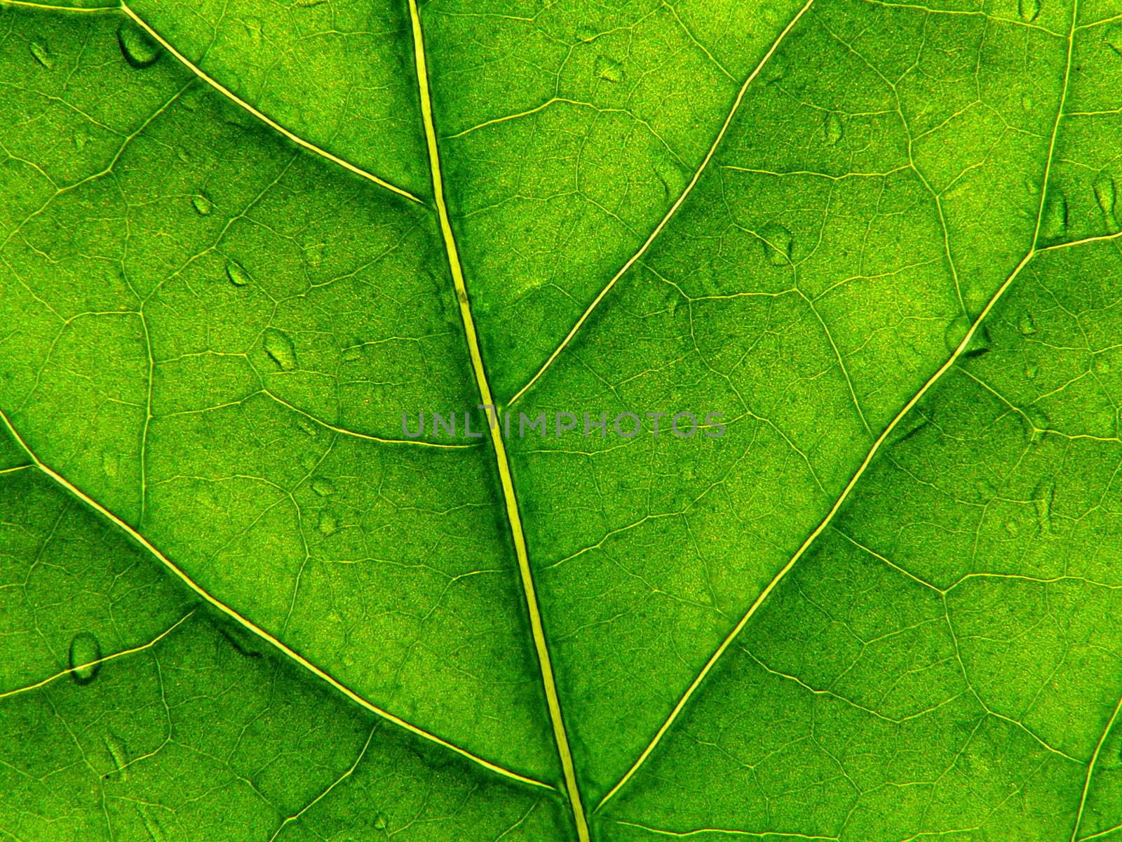 Green leaf with drop of rain 2