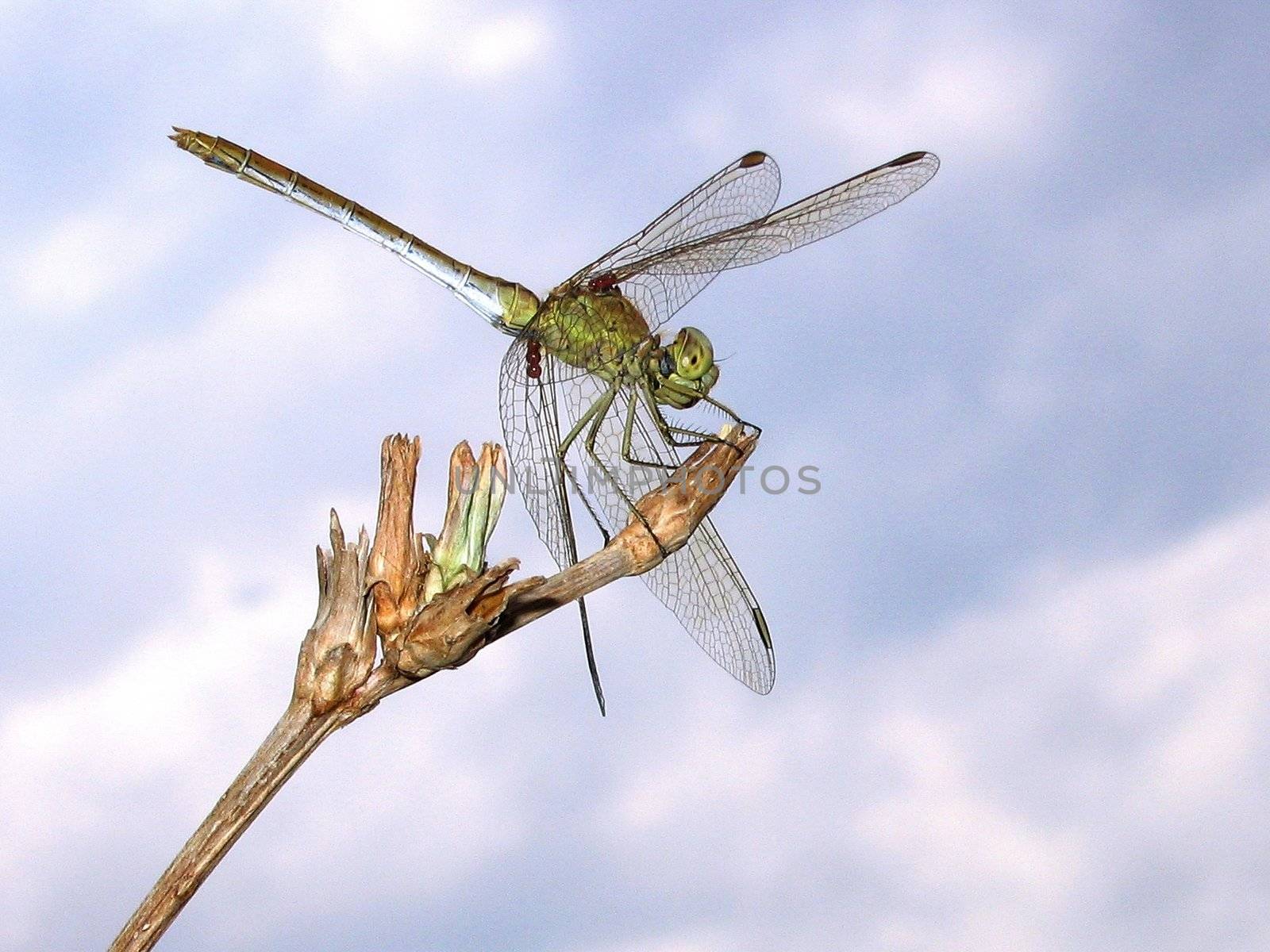 Dragonfly on branch, on background sky