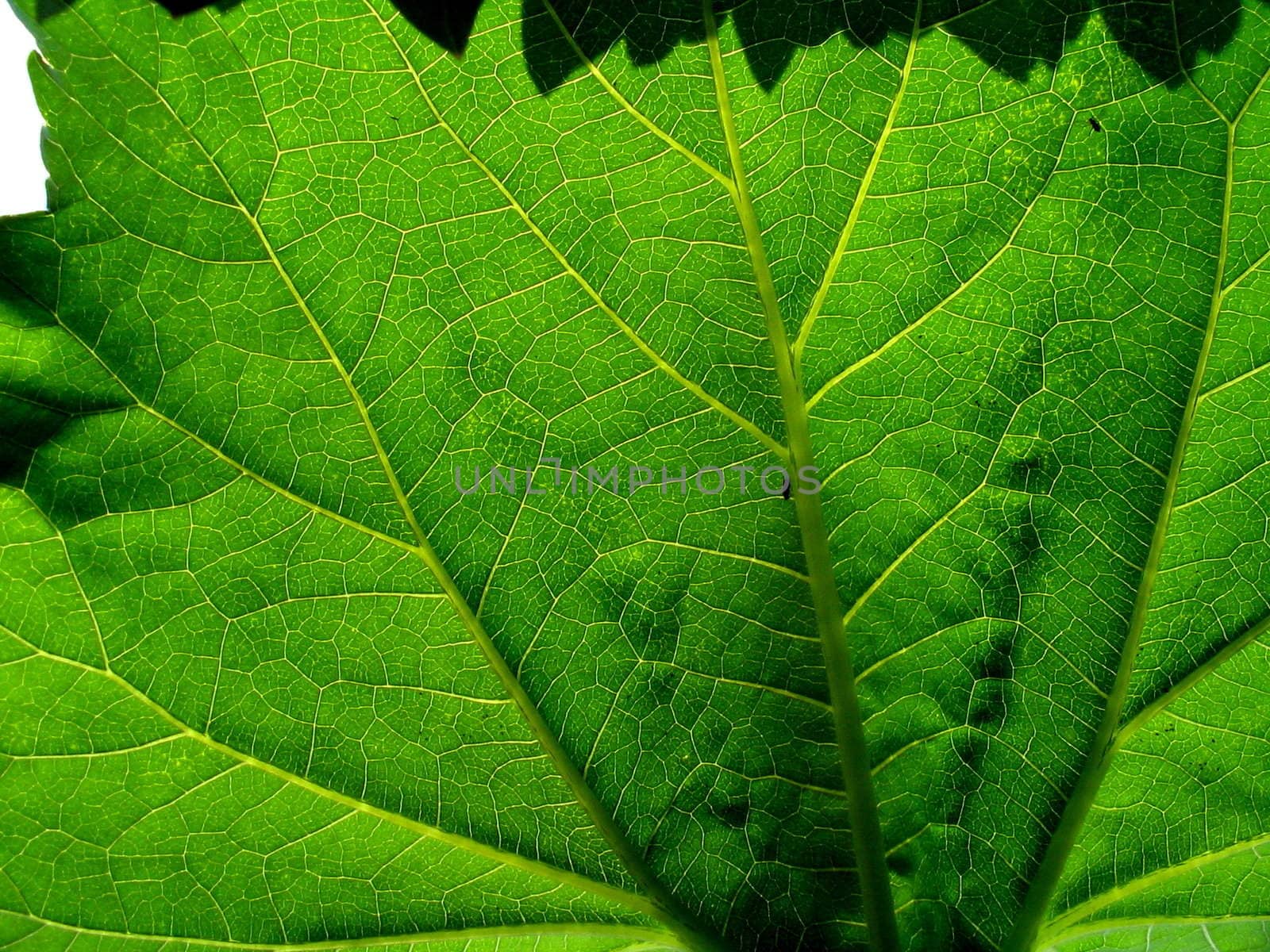 Leaf by ichip