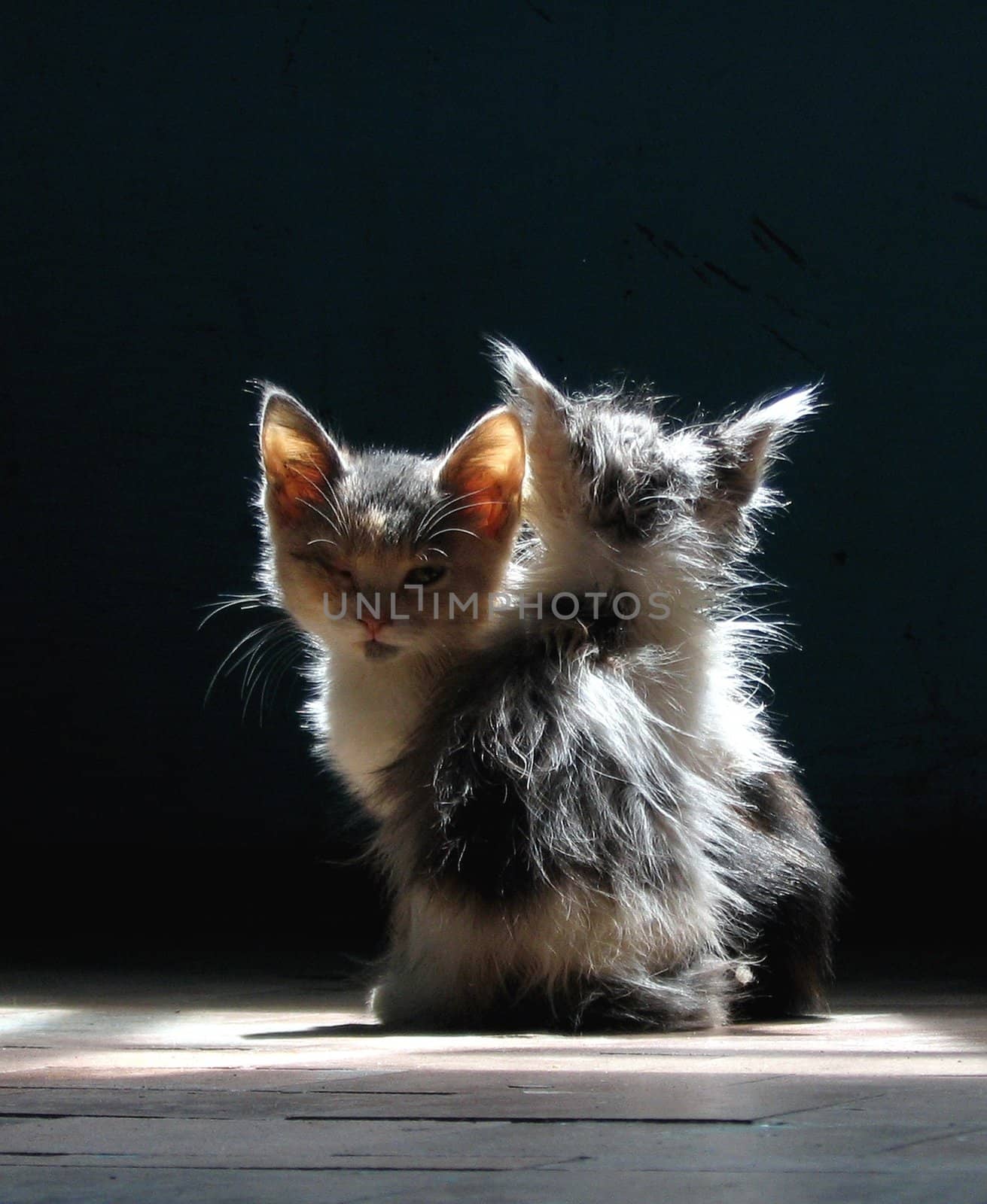 Two small kittens are heated in rays of light. Black background.