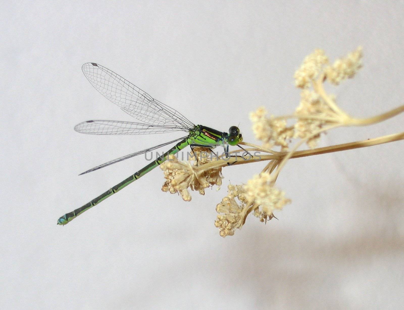 Green Dragonfly sits on dry branch