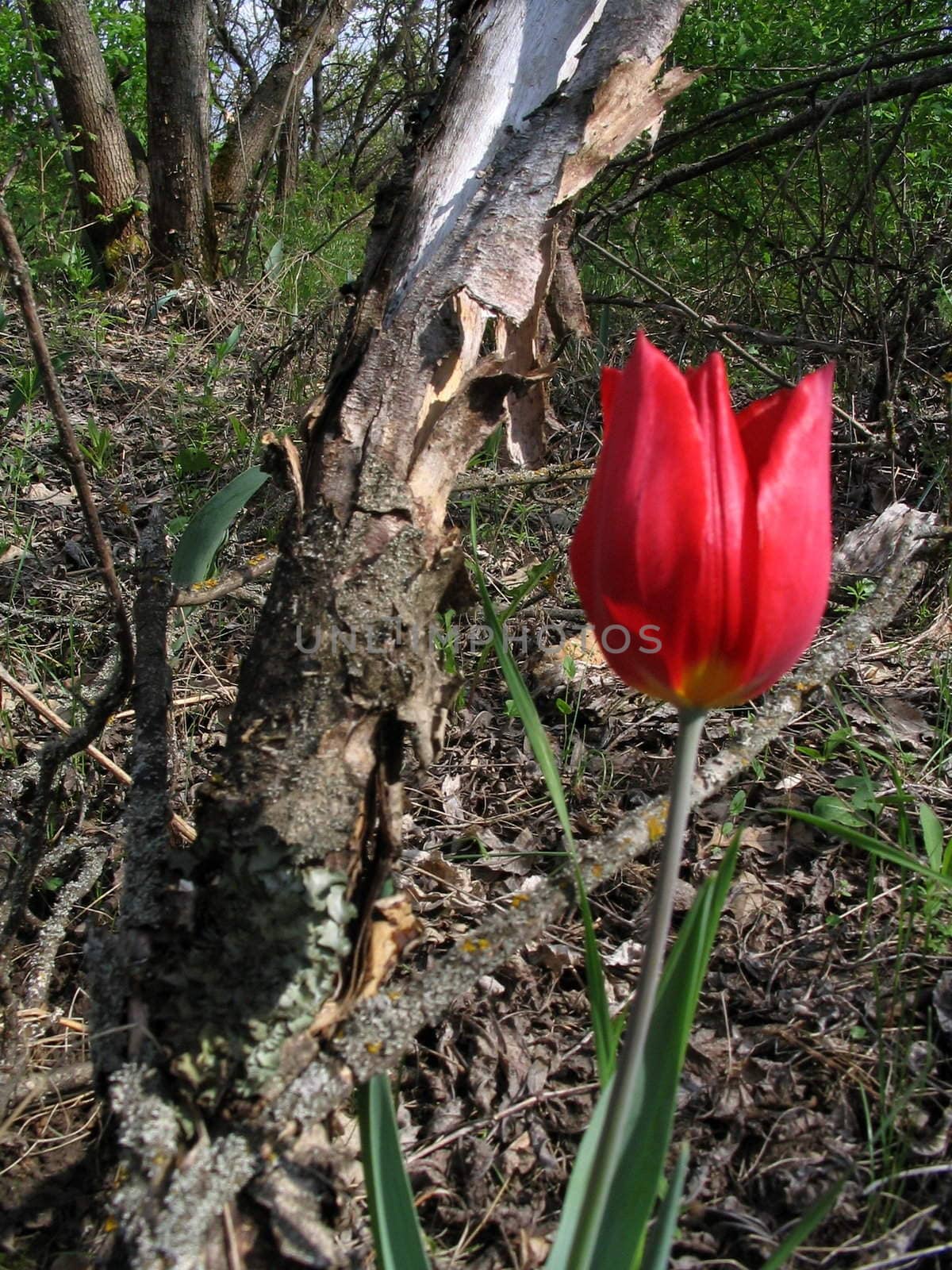 Red timber tulip