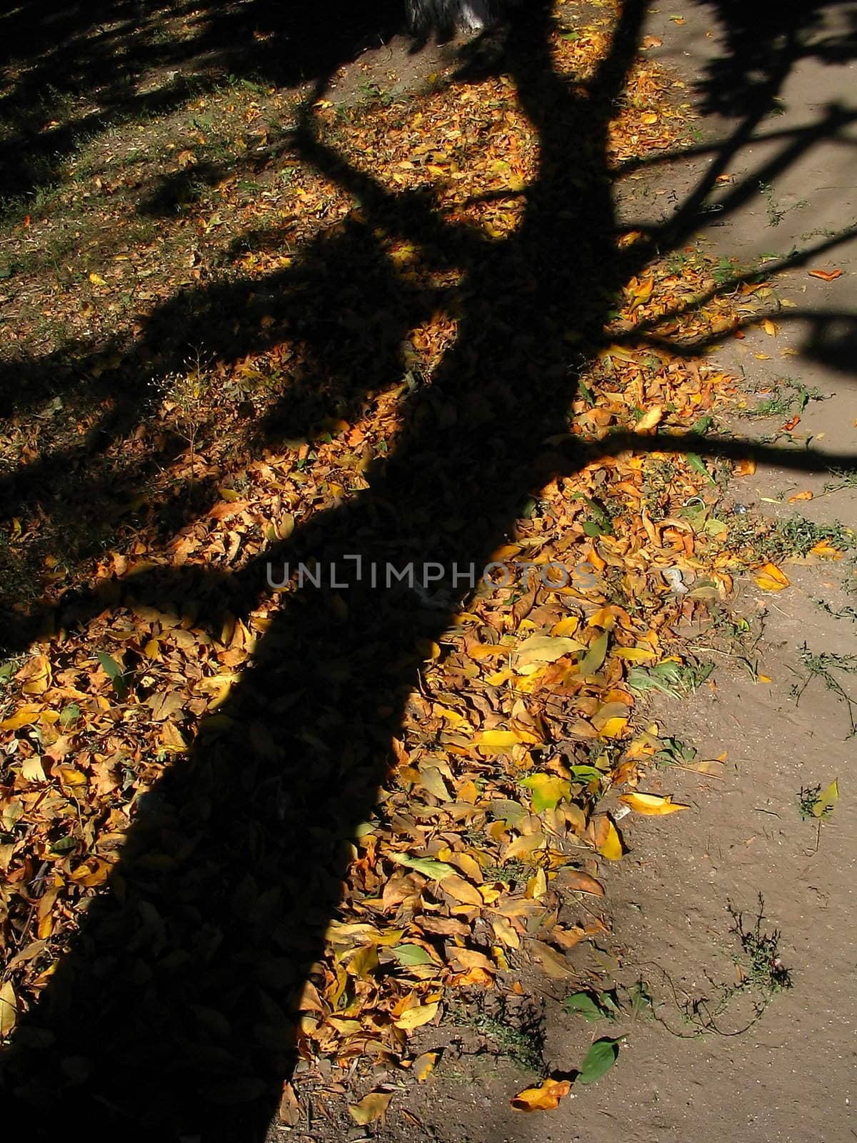 Shadow of the tree on the ground