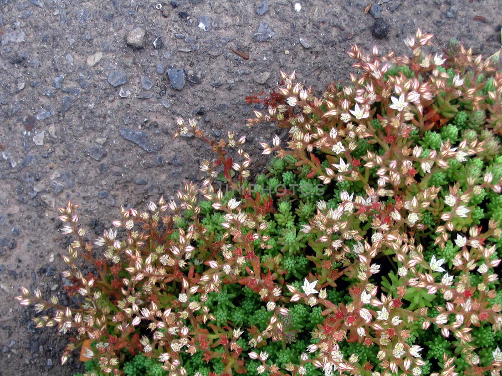 Flowering decorative moss