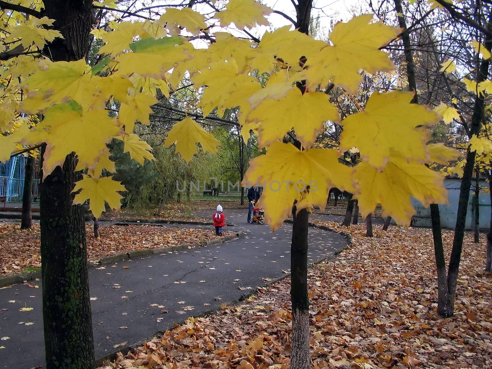 Autumn yellow sheet on tree in park