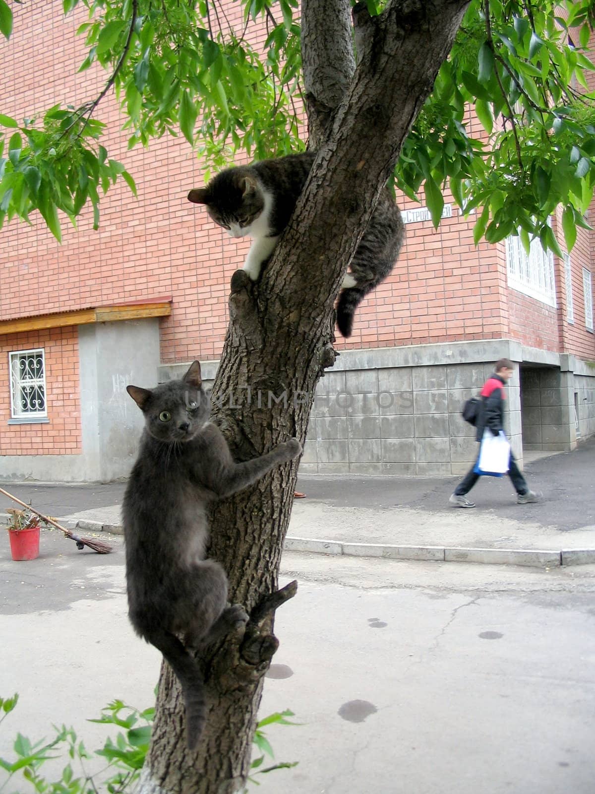 Two cats climb on tree. 