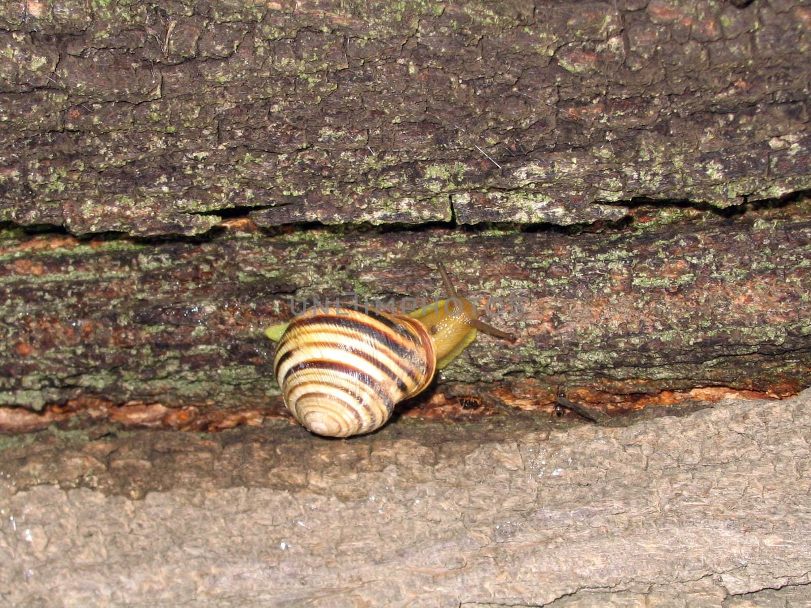Snail creeps on tree