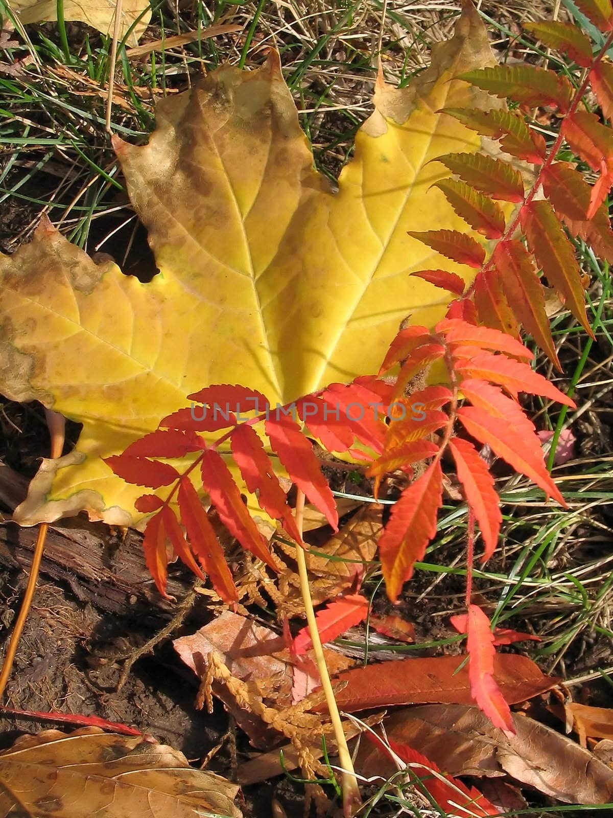 Red and yellow autumn leafs