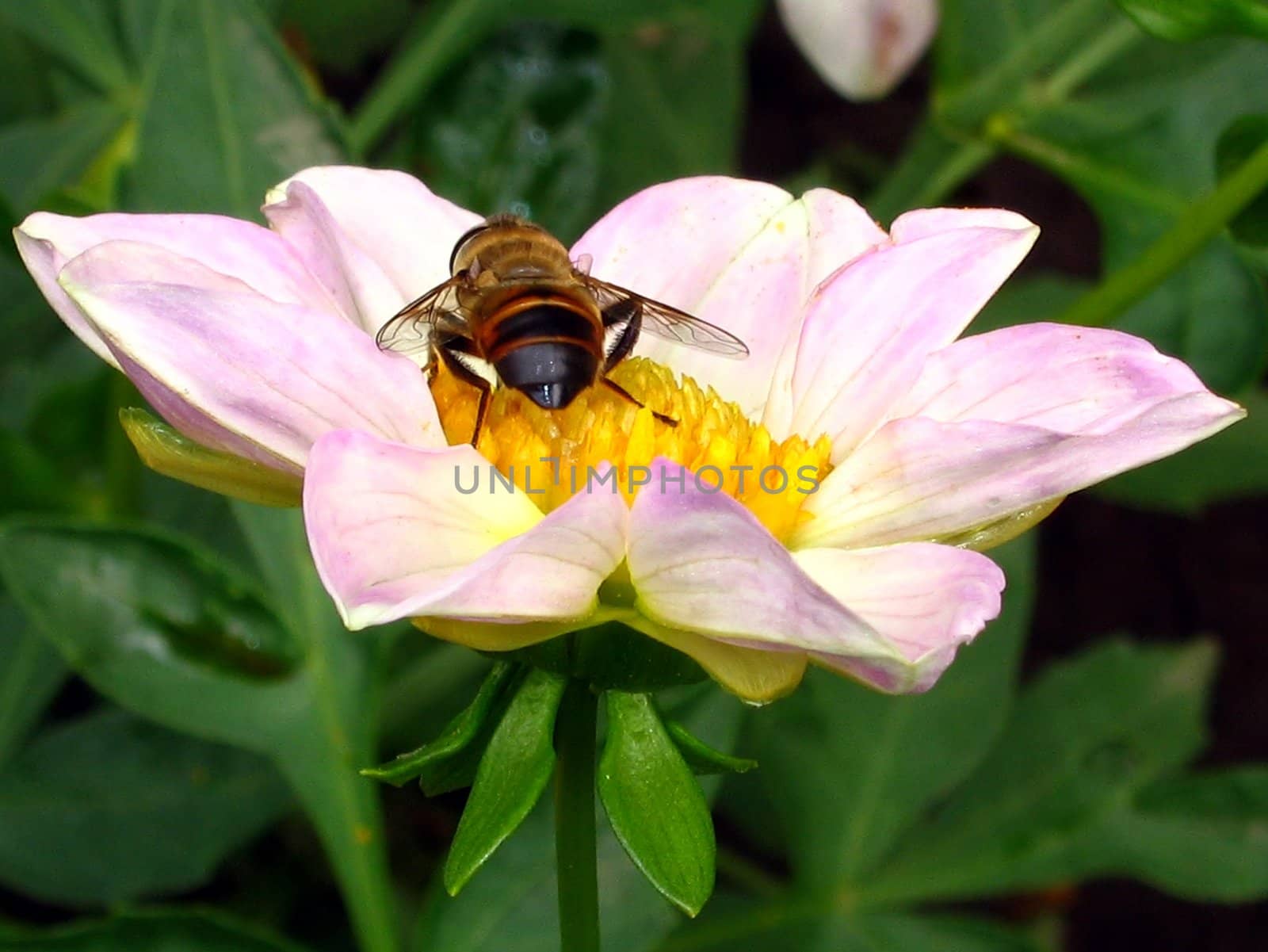 The hover-fly on a flower.